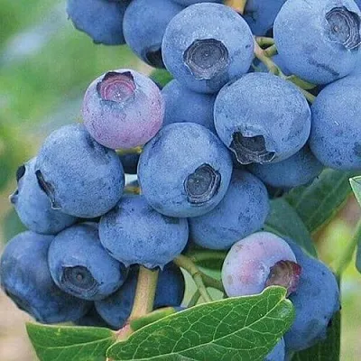 Голубика ЭРЛИБЛЮ в Твери