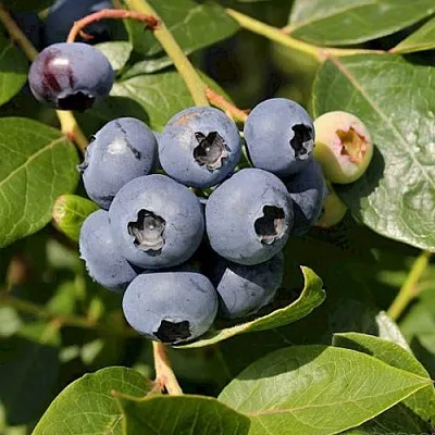 Голубика ШАНТЕКЛЕР в Твери