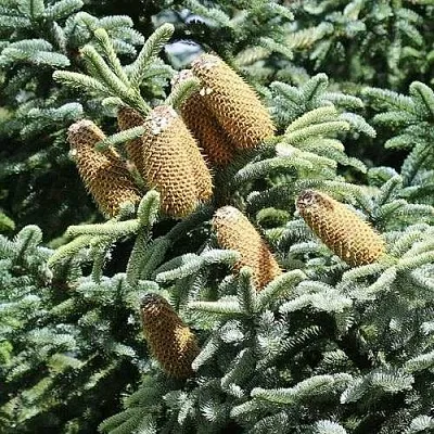 Пихта благородная в Твери