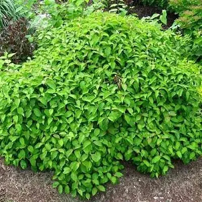 Дерен КЕЛСЕИ шелковистый   Дерен КЕЛСЕИ шелковистый  в Твери