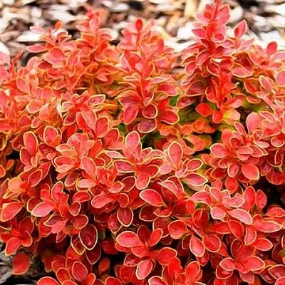 Барбарис КОРАЛ тунберга  Барбарис КОРАЛ тунберга в Твери