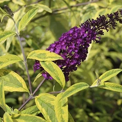 Буддлея давида САНТАНА   Буддлея давида САНТАНА  в Твери