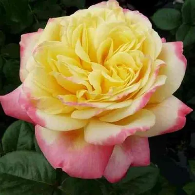 Саженцы роз КОРДЕС ДЖУБИЛИ чайно-гибридная в Твери