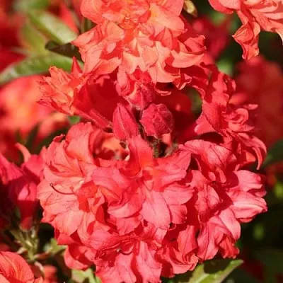 Азалия ФОЙЕРКОПФЕН крупноцветковая в Твери