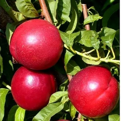 Нектарин ХАРКО  Нектарин ХАРКО в Твери