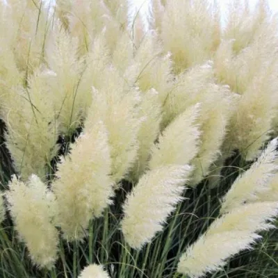 Кортадерия белая (пампасная трава) в Твери