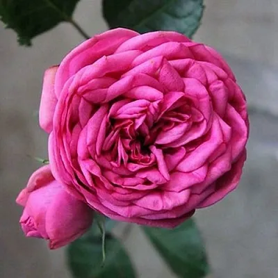 Саженцы роз ПИНК ПИАНО чайно-гибридная в Твери