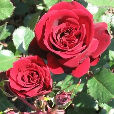 Саженцы роз ИЗАБЕЛЬ РЕНЕССАНС шраб  Саженцы роз ИЗАБЕЛЬ РЕНЕССАНС шраб в Твери