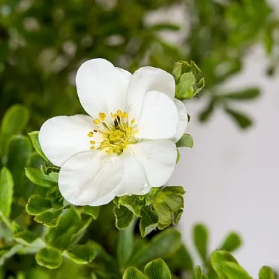 Лапчатка СНОУБЕРД кустарниковая  Лапчатка СНОУБЕРД кустарниковая в Твери