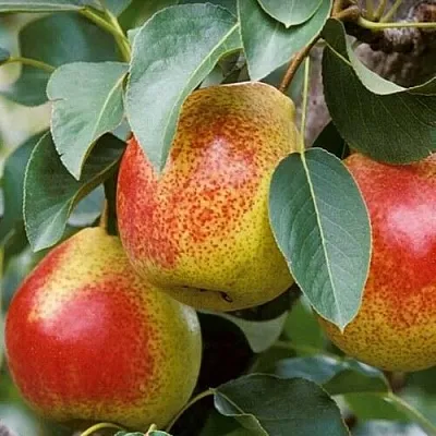 Груша ГОРНАЯ КРАСАВИЦА в Твери