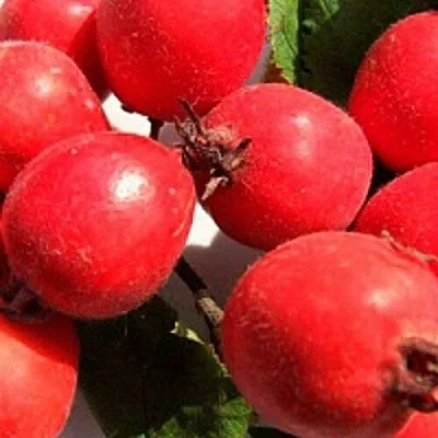 Боярышник КРУПНОПЛОДНЫЙ  Боярышник КРУПНОПЛОДНЫЙ в Твери