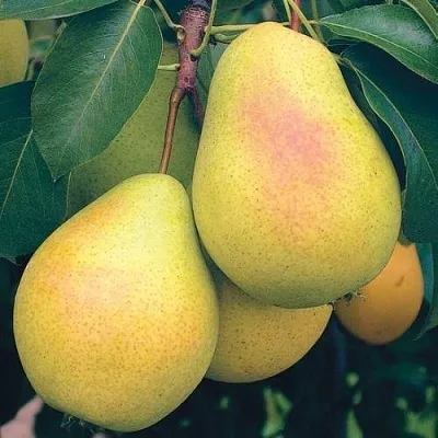 Груша МЛИЕВСКАЯ РАННЯЯ в Твери