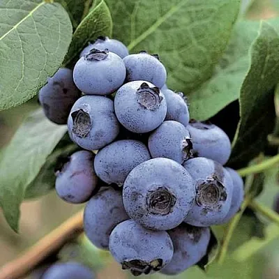 Голубика ПАТРИОТ в Твери