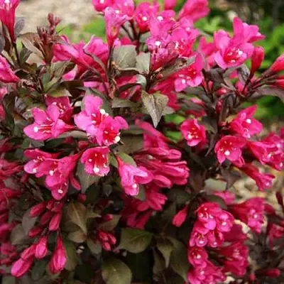 Вейгела БЛЭК РУБИ  Вейгела БЛЭК РУБИ в Твери