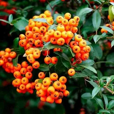 Пираканта ОРАНЖ ГЛОУ  Пираканта ОРАНЖ ГЛОУ в Твери