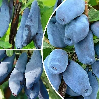 Комплект СИЯНИЕ ГЛАЗ в Твери