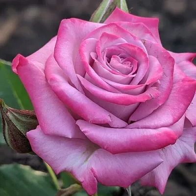 Саженцы роз ОКЕАН МИКАДО спрей в Твери