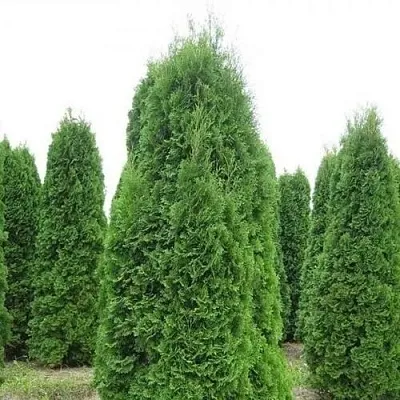 Туя КОЛУМНА западная  Туя КОЛУМНА западная в Твери