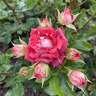 Саженцы роз ТИРАМИСУ спрей в Твери