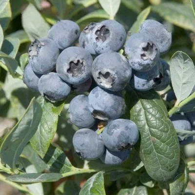 Голубика БРИГИТТА в Твери