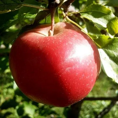 Яблоня НАСТЕНЬКА  Яблоня НАСТЕНЬКА в Твери