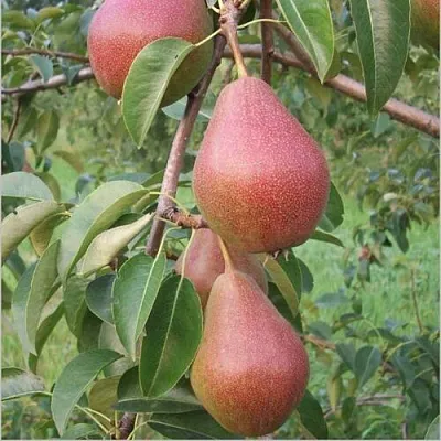Груша РУМЯНАЯ КЕДРИНА в Твери