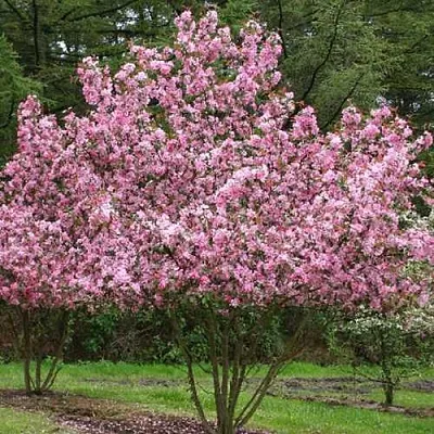 Яблоня РУДОЛЬФ декоративная   Яблоня РУДОЛЬФ декоративная  в Твери
