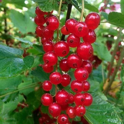 Смородина красная КОНСТАНТИНОВСКАЯ  Смородина красная КОНСТАНТИНОВСКАЯ в Твери