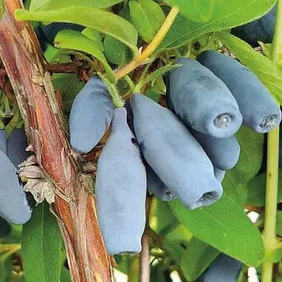 Жимолость съедобная ВОСТОРГ  Жимолость съедобная ВОСТОРГ в Твери