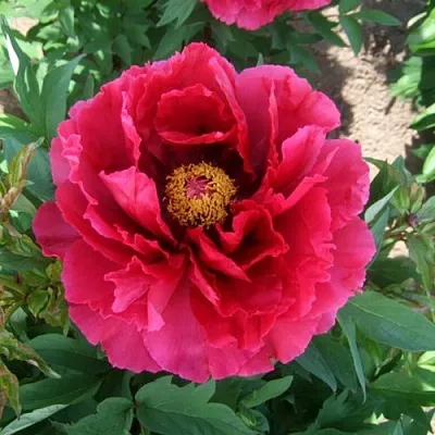 Пион КРАСНЫЙ ГИГАНТ древовидный  Пион КРАСНЫЙ ГИГАНТ древовидный в Твери