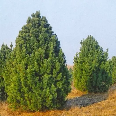 Сосна черная ПИРАМИДАЛИС  Сосна черная ПИРАМИДАЛИС в Твери