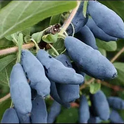 Жимолость съедобная СИНИЙ ШАРИК  Жимолость съедобная СИНИЙ ШАРИК в Твери