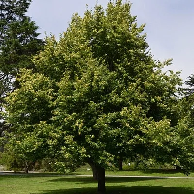 Липа сердцевидная в Твери