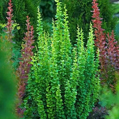 Барбарис ЭРЕКТА тунберга  Барбарис ЭРЕКТА тунберга в Твери