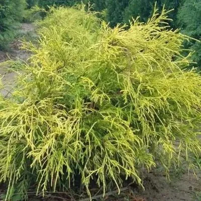 Кипарисовик ФИЛИФЕРА АУРЕА горохоплодный — описание сорта Кипарисовик ФИЛИФЕРА АУРЕА горохоплодный в Твери