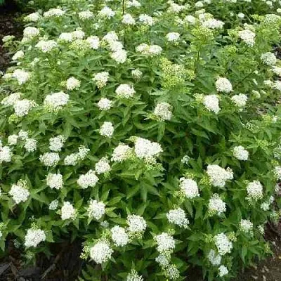 Спирея АЛЬБИФЛОРА японская  Спирея АЛЬБИФЛОРА японская в Твери