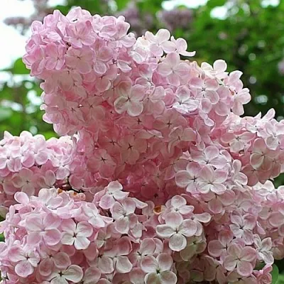 Сирень ВЕЧЕРНИЙ ЗВОН  Сирень ВЕЧЕРНИЙ ЗВОН в Твери