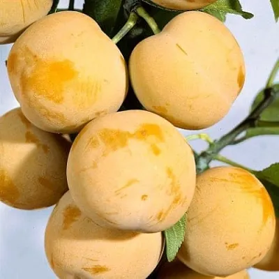 Слива РЕНКЛОД ранний в Твери