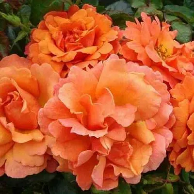 Саженцы роз БРИДЖ ОФ САЙЗ плетистая в Твери