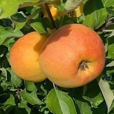 Яблоня АНТОНОВКА ЗОЛОТАЯ  Яблоня АНТОНОВКА ЗОЛОТАЯ в Твери