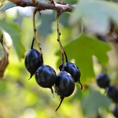 Смородина золотистая ДУСТЛИК  Смородина золотистая ДУСТЛИК в Твери