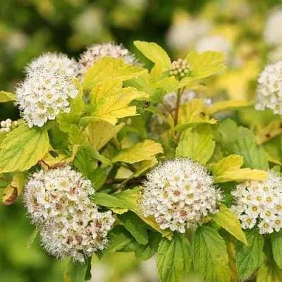 Пузыреплодник АНГЕЛ ГОЛД в Твери