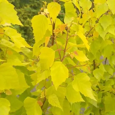 Берёза ГОЛДЕН ОБЕЛИСК повислая   Берёза ГОЛДЕН ОБЕЛИСК повислая  в Твери