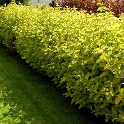 Комплект ДАРТС ГОЛД в Твери