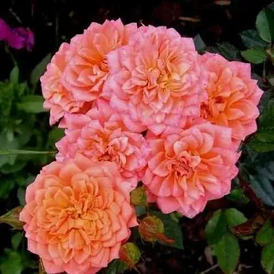 Саженцы роз НИНЕТТА спрей в Твери