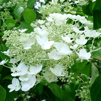 Гортензия УАЙТ ДОМ древовидная  Гортензия УАЙТ ДОМ древовидная в Твери