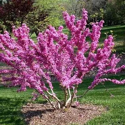 ЦЕРЦИС канадский   ЦЕРЦИС канадский  в Твери