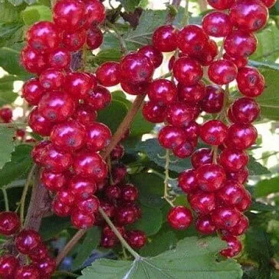Смородина красная ПУРПУРНАЯ  Смородина красная ПУРПУРНАЯ в Твери