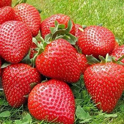 Клубника ЭЛИАНЕ  Клубника ЭЛИАНЕ в Твери