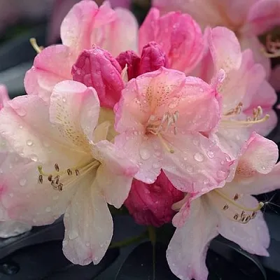 Рододендрон ПЕРСИ ВАЙСМАН в Твери